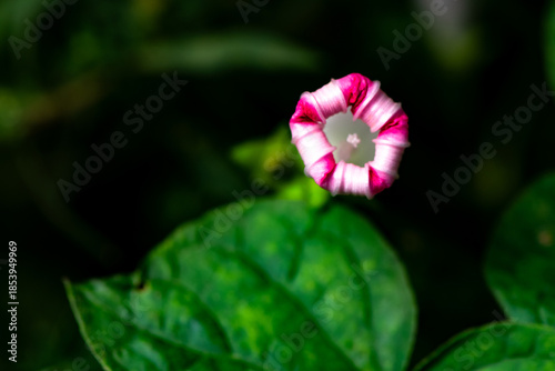 Black background, wild purple red morning glory flowers are blooming, the beauty of nature