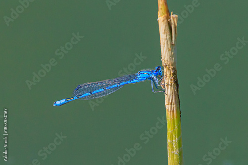 Jungfernlibelle, Libelle