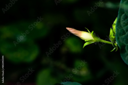 Black background, wild purple red morning glory flowers are blooming, the beauty of nature