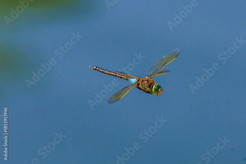 Blaugrüne Mosaikjungfer