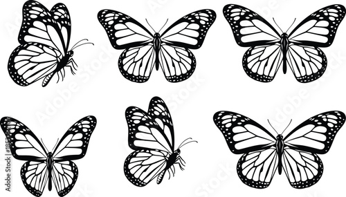 collection of butterflies