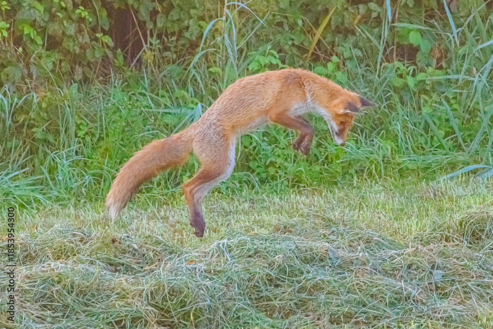 Fototapeta premium Fuchs