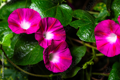 Black background, wild purple red morning glory flowers are blooming, the beauty of nature