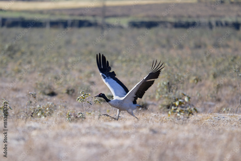 Naklejka premium Black-necked Crane Flying Over Phobjikha Valley 