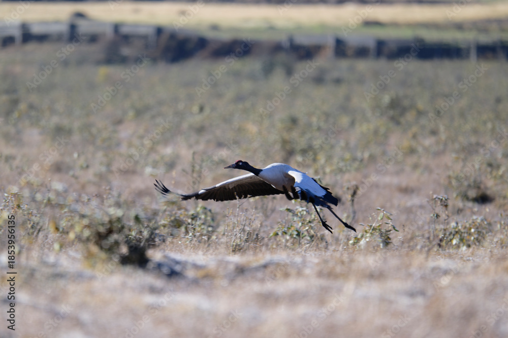 Fototapeta premium Black-necked Crane Gliding Over Himalayan Valley 