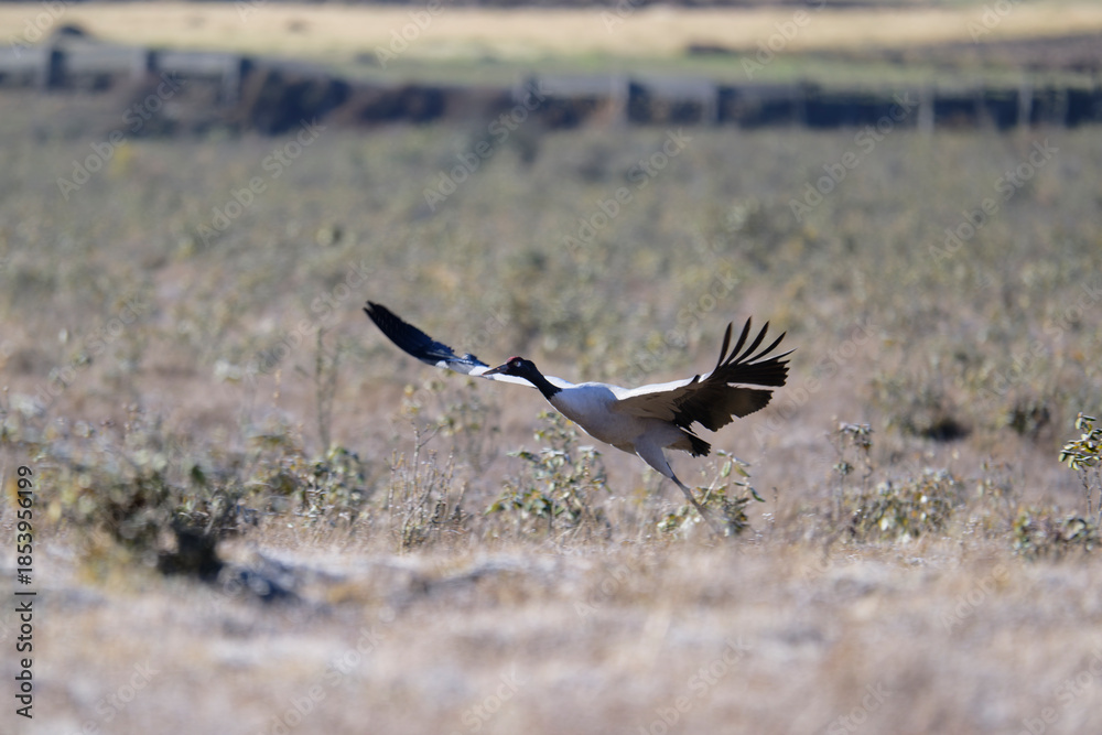 Fototapeta premium Black-necked Crane Flying Across Phobjikha Wetlands 