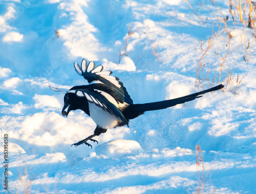 Black billed magpie in the snow