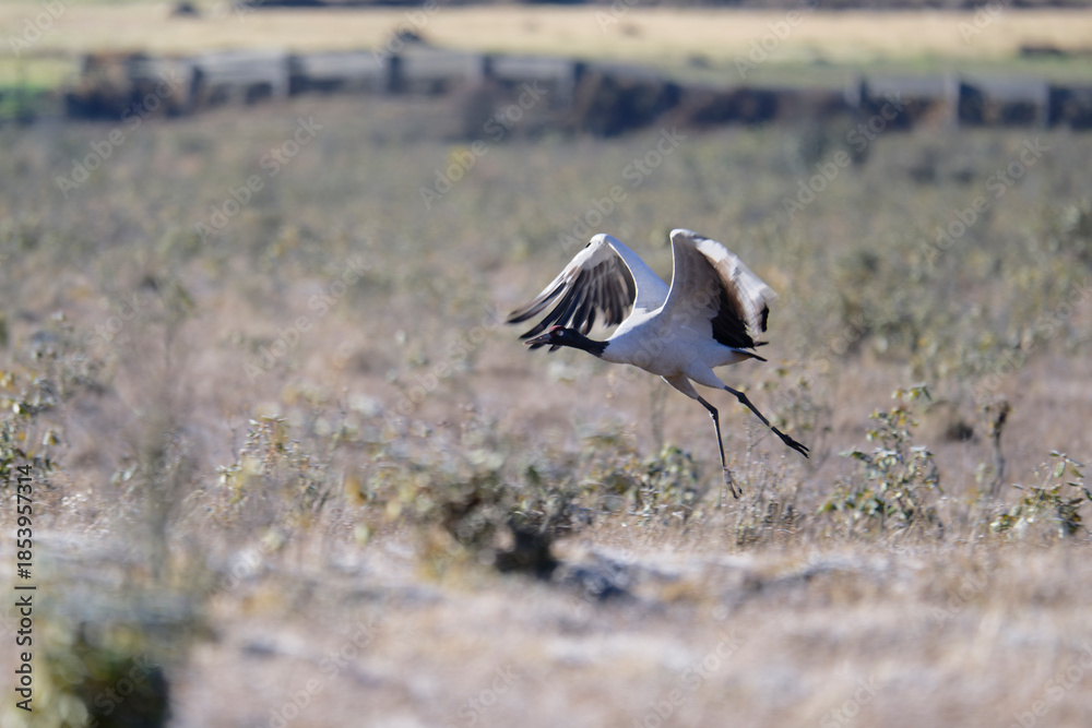 Naklejka premium Graceful Black-necked Crane Flying in Bhutan 