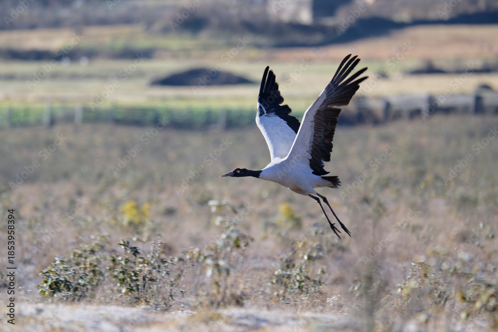 Naklejka premium Black-necked Crane Soaring Above Himalayan Wetlands 