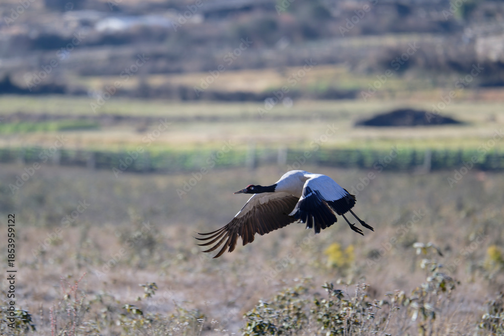 Naklejka premium Black-necked Crane Over Phobjikha Valley Landscape 