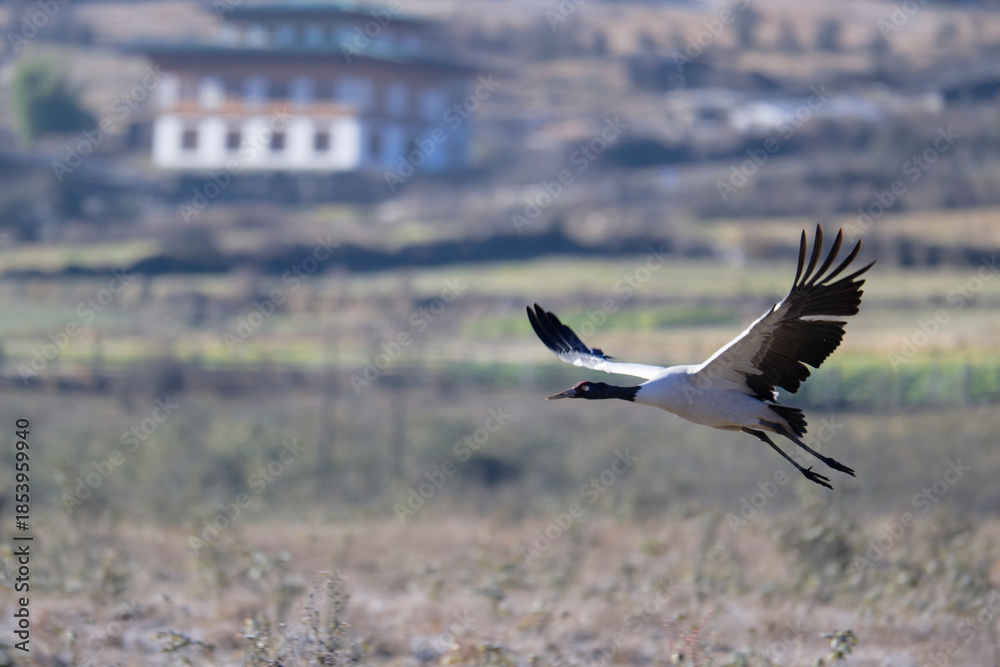 Naklejka premium Black-necked Crane in the Air Above Phobjikha Valley