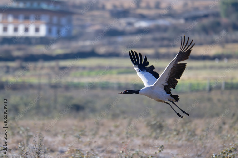 Fototapeta premium Black-necked Crane Soaring in the Bhutanese Sky 