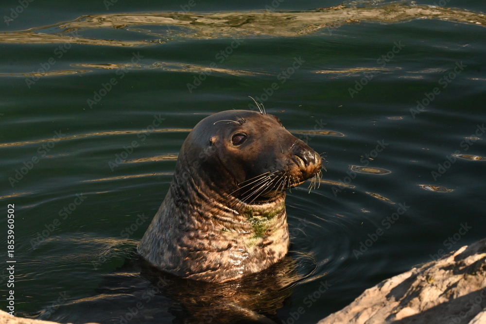 Fototapeta premium Seal, Phoca vitulina, in natural marine environment