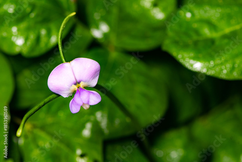 The flowers blooming on the bean sprouts, the beauty of nature