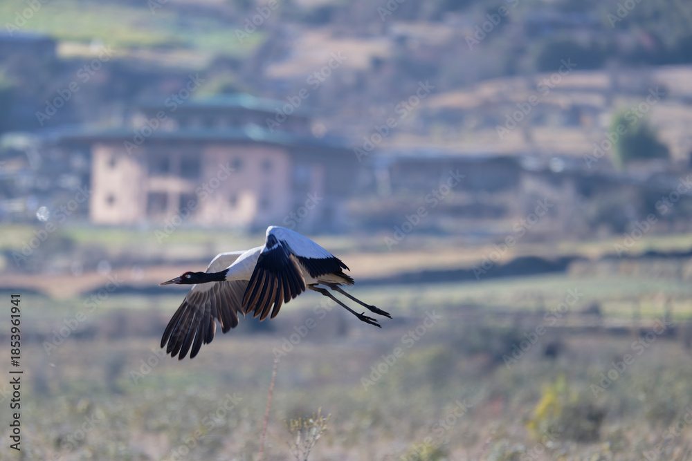 Naklejka premium Black-necked Crane Flying Across the Himalayan Sky