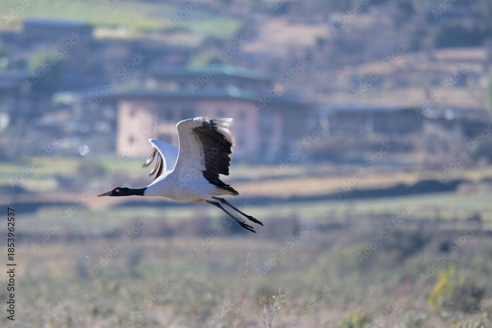 Naklejka premium Black-necked Crane Flying in Protected Wetland Area 