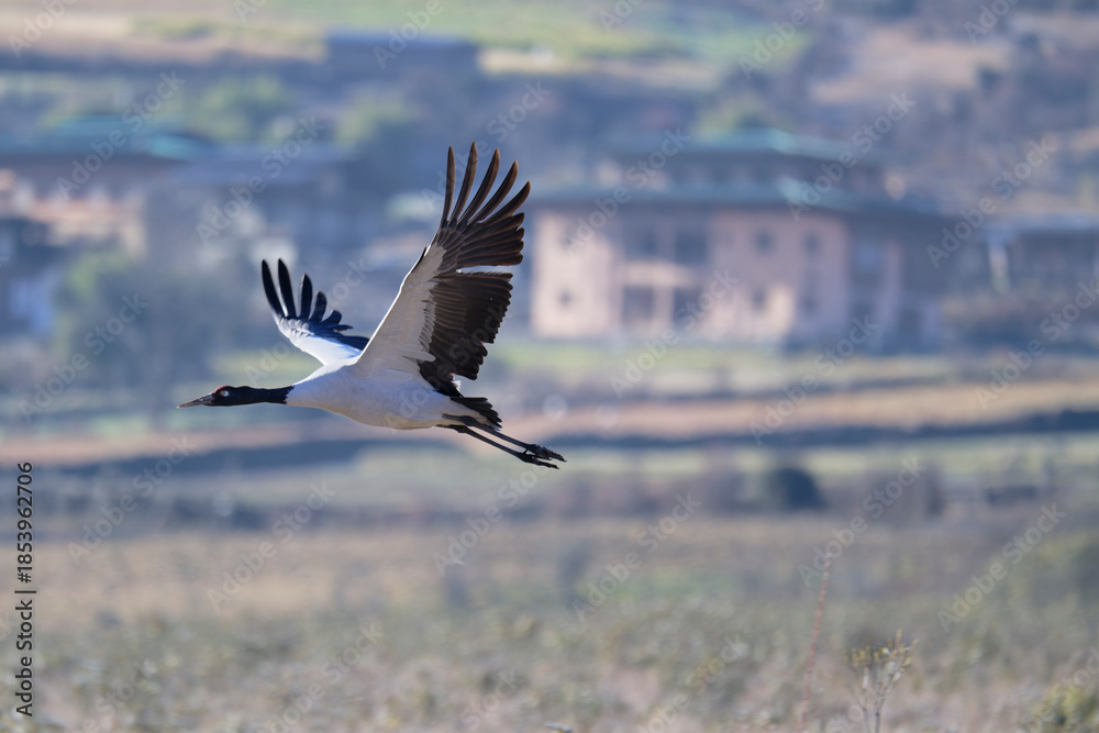 Naklejka premium Black-necked Crane Over Phobjikha Nature Reserve 