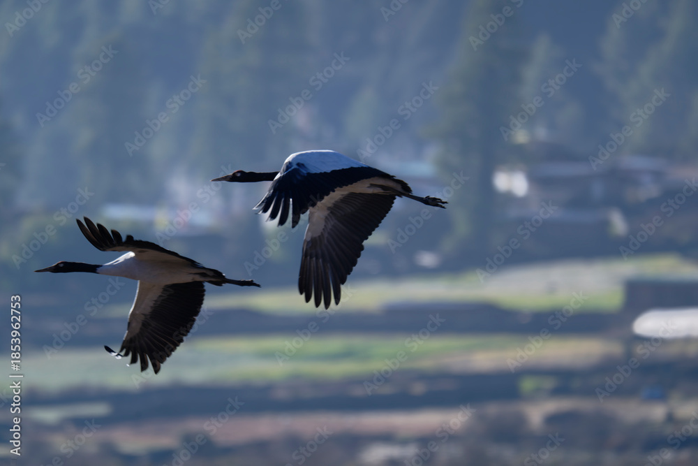Naklejka premium Black-necked Crane Flying in Remote Himalayan Valley 