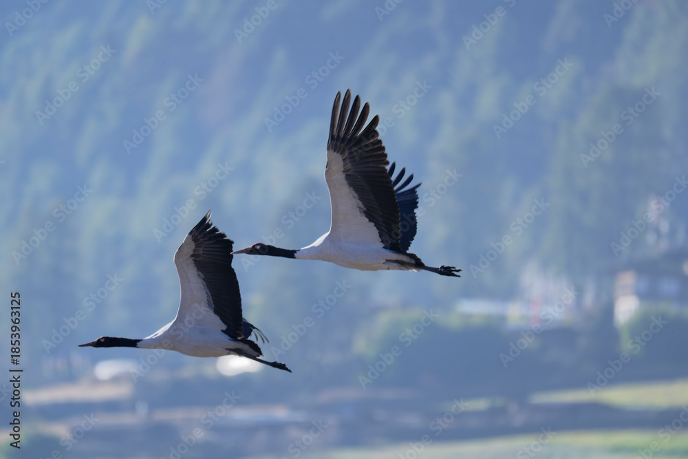 Naklejka premium Black-necked Crane Flying Over Bhutanese Landscape 