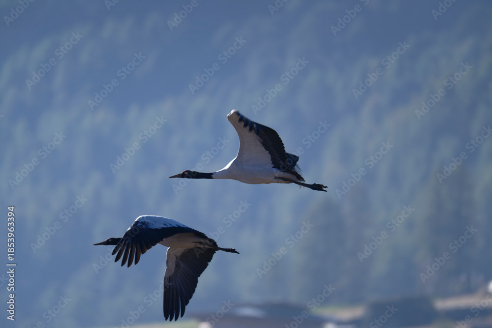 Naklejka premium Black-necked Crane Against Clear Sky in Bhutan 