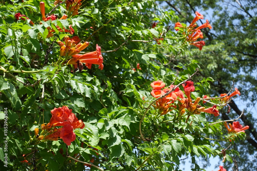 Ταπετσαρία Plenitude of reddish orange flowers of Campsis radicans against blue sky in mid