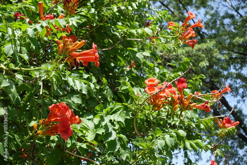 Фотография Plenitude of reddish orange flowers of Campsis radicans against blue sky in mid