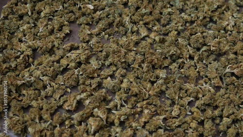 Dried Cannabis Flowers Spread Out: Herbal Marijuana Buds Drying on Purple Surface for Butter Infusion Preparation Close-up