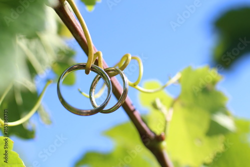 Wedding rings on grapevine tendrils under blue sky