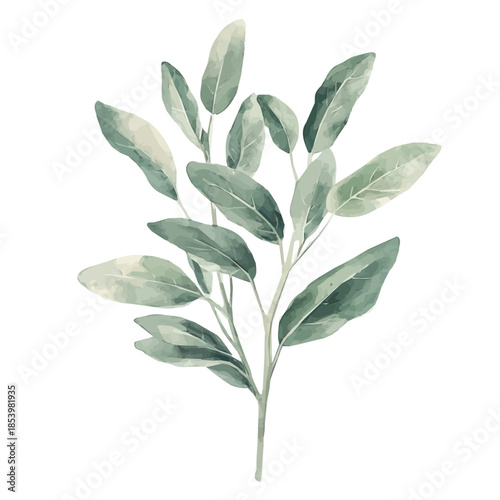 zara_ak_Watercolor_style_painting_of_a_sage_plant_on_a_white, A vectorized, Hand-painted style, vector set available in EPS An Elegant watercolor painting design collection