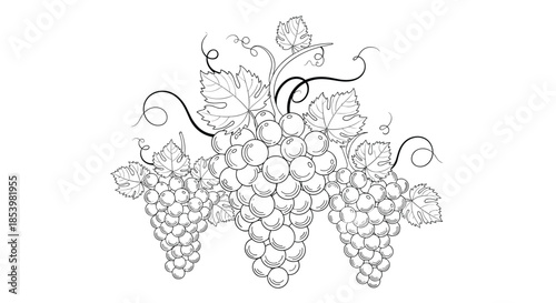 Elegant, hand-drawn vintage engraving of grape bunches on vines with leaves, symbolizing winemaking, harvest, and viticulture.