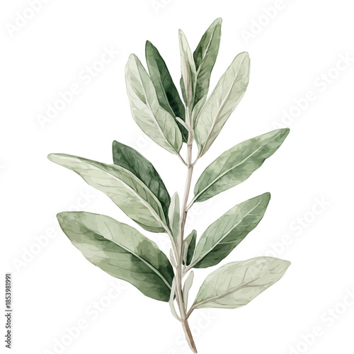 A vectorized, Hand-painted style, vector set available in EPS An Elegant watercolor painting design collection_Watercolor_style_painting_of_a_sage_plant_on_a_white