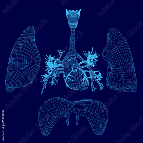 A detailed 3D model of human lungs on a blue background highlights the trachea, diaphragm, and heart within a transparent wireframe structure.
