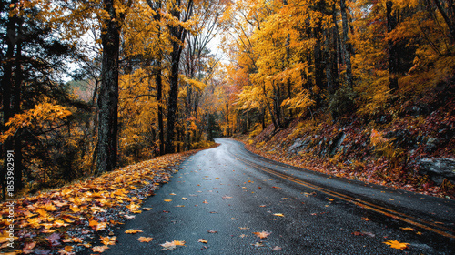 Autumn scenic drive peaceful forest road beautiful fall foliage vibrant colors nature photography
