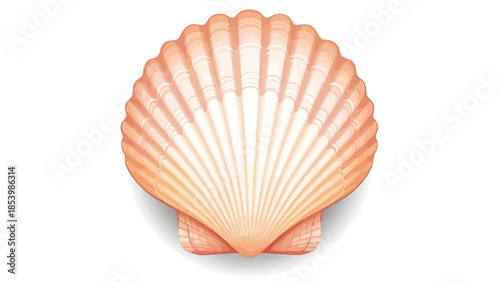 A single, detailed scallop seashell on a white background