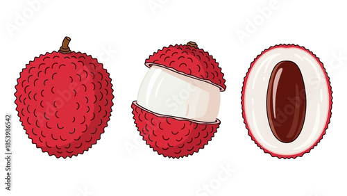 Illustration of whole and cut lychee fruit isolated on white background