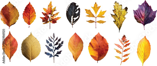 collection of autumn leaves