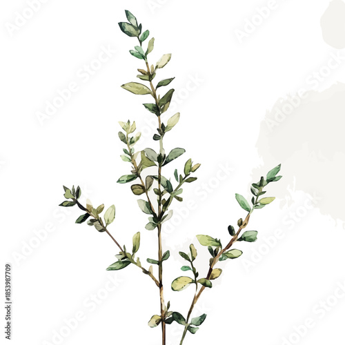 A vectorized, Hand-painted style, vector set available in EPS An Elegant watercolor painting design collection_Watercolor_style_painting_of_a_thyme_plant_on_a_white