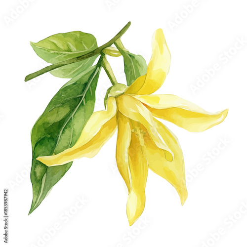 A vectorized, Hand-painted style, vector set available in EPS An Elegant watercolor painting design collection_Watercolor_style_painting_of_a_ylang_ylang_flower