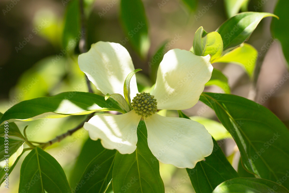 Naklejka premium Cornus Capitata tree aka the evergreen dogwood and himalayan strawberry tree. Large white flowers on a tree in the garden.