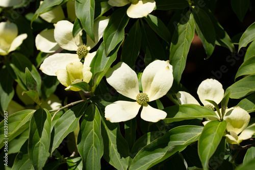 Cornus Capitata tree aka the evergreen dogwood and himalayan strawberry tree. Large white flowers on a tree in the garden.