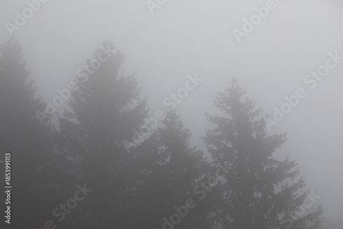 Schilderij op canvas dettagli di un fitto bosco di conifere in montagna, nelle Alpi Italiane, di pome