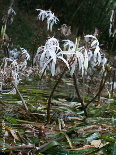 Fotografija Crinum thaianum, the queen of aquatic plants, is a beautiful and rare aquatic plant found in Ranong and Phang Nga provinces