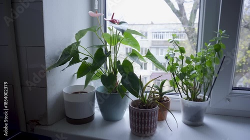Potted Flowers on Windowsill in Old Apartment