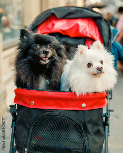 Pomeranian Dogs in Stroller