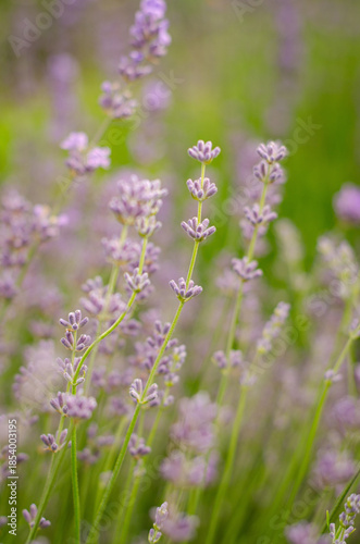 lavender flowers in the field