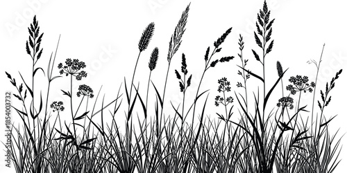 Black silhouette of wild grass and meadow plants, field greenery with weeds and herbs, botanical nature scene isolated on white background, vector