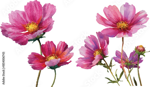 set of flowers isolated on white