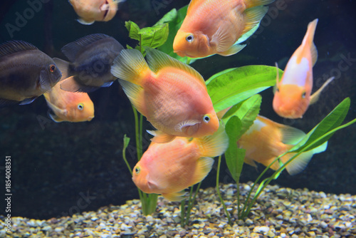 Amphilophus citrinellus and Vieja synspilum - artificially bred hybrid that first appeared in Taiwan in 1986