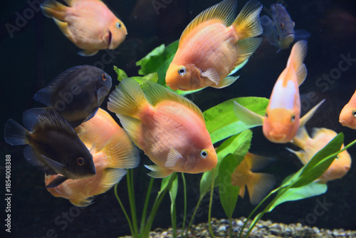 Amphilophus citrinellus and Vieja synspilum - artificially bred hybrid that first appeared in Taiwan in 1986