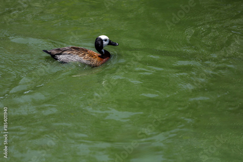 The White-faced Whistling Duck is swimming in the river